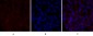 PERK Polyclonal Antibody